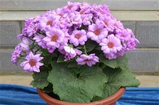 瓜叶菊烂根是什么原因，水肥不当病虫危害导致