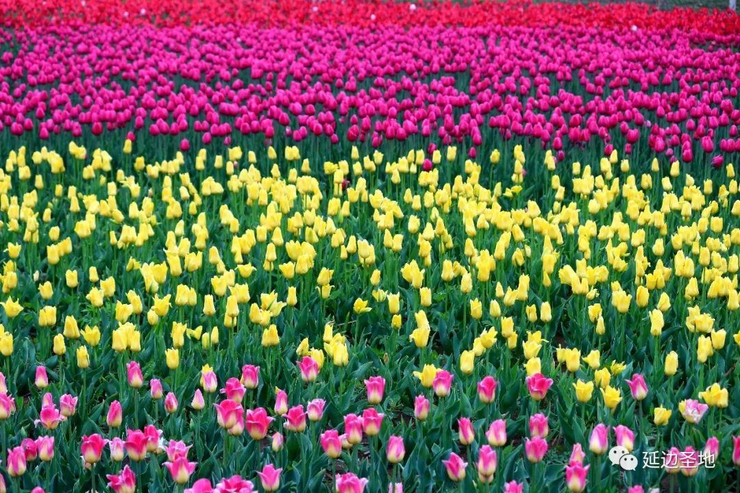 郁金香有什么颜色的花 