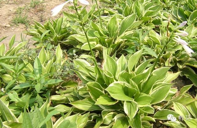 金边玉簪花的养殖方法和注意事项 