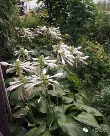 玉簪花的功效与作用主治什么病 