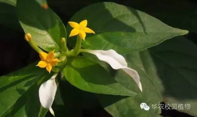 玉叶金花的功效与作用图片 