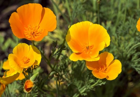 如何栽培治理花菱草：喜干燥的环境，开花前进行两次摘心