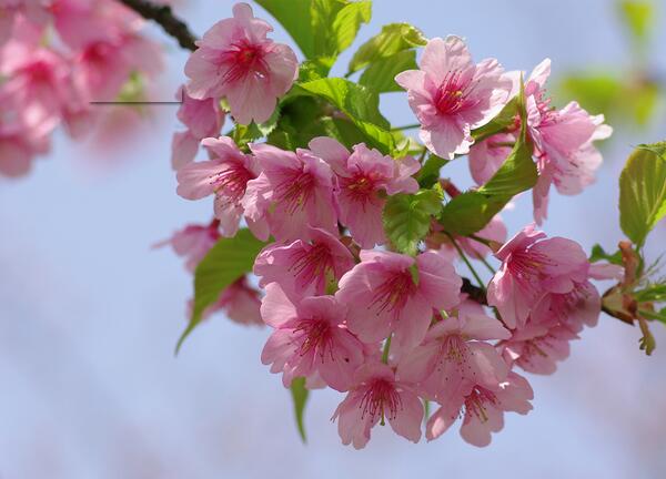 樱花的寓意是什么 关于樱花的美丽传说