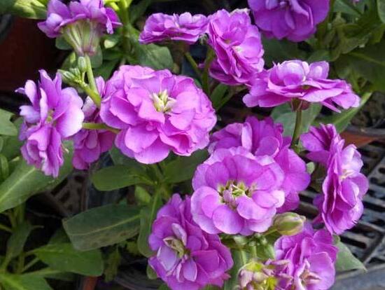 紫罗兰寓意什么 紫罗兰的真正的花语