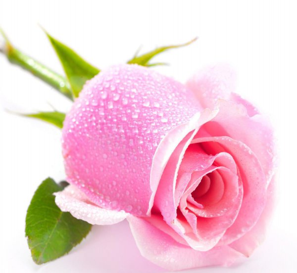 粉色玫瑰花语是什么意思 粉色玫瑰的寓意和象征