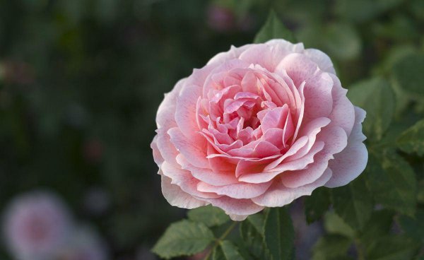 月季花语是什么 月季花的象征意义