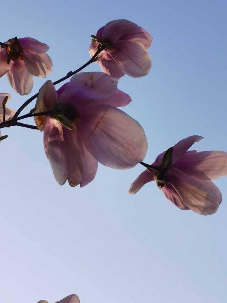 玉兰花的寓意是什么 玉兰花的花语和象征