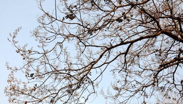 泡桐花什么时候开 泡桐花的花语及养护方法