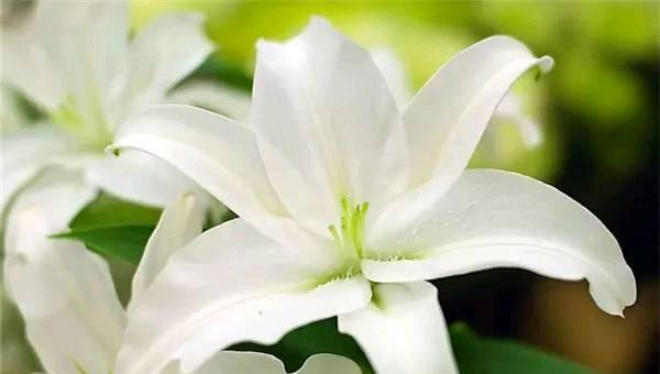 送百合花几朵各代表什么 不同数量百合花的花语和寓意