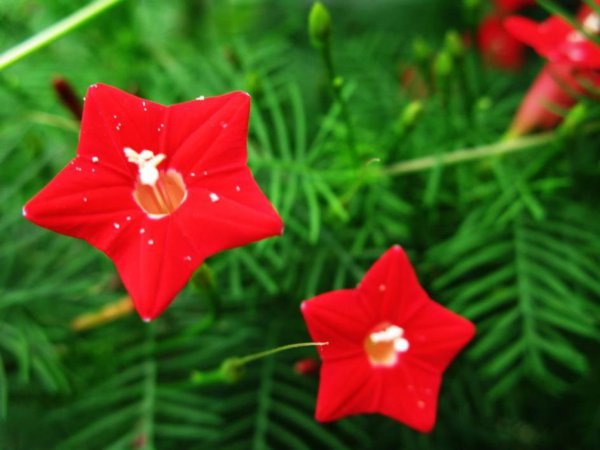 茑萝花的寓意和象征 适合室内的花卉植物