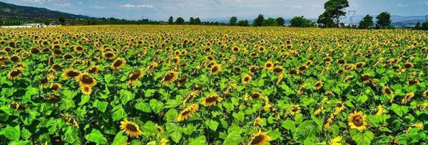 向日葵的寓意和花语 关于向日葵适合送的人