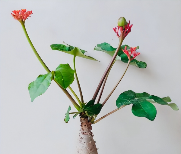 佛肚海棠花语大全 了解海棠花的寓意和花语