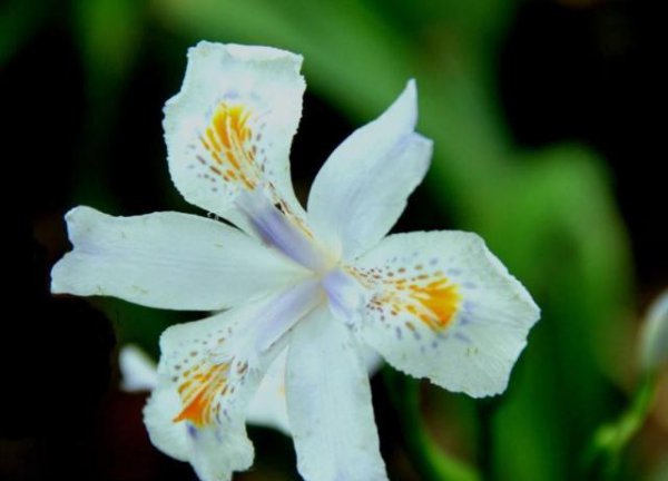 紫鸢尾花花语是什么 关于鸢尾花的寓意和象征意义