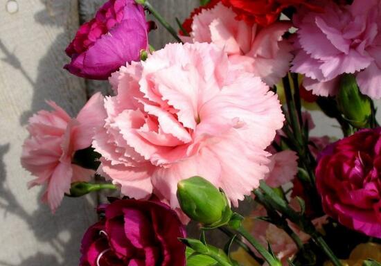 奶油色康乃馨花语大全 关于康乃馨不同颜色的含义