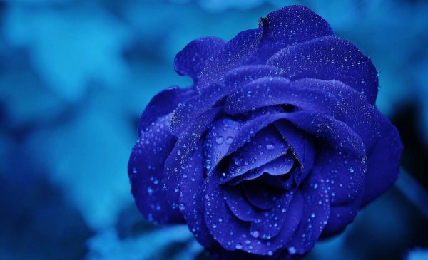 蓝色妖姬花代表什么含义和寓意 碎冰蓝玫瑰适合送的人