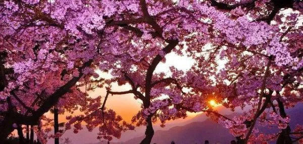 樱花的花语寓意是什么 关于冬樱花的花语和象征