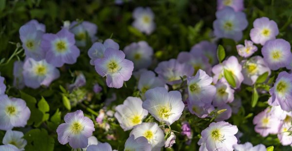 月见草的花语和象征 介绍在家里养的植物