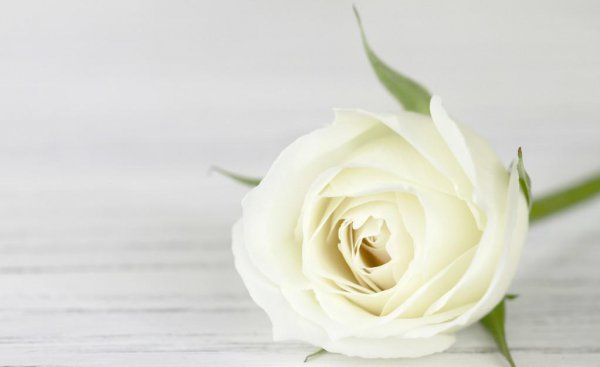 白玫瑰的花语及寓意是什么 关于白玫瑰一般送的人