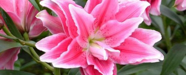 百合花适合送谁的花 关于百合花的寓意及象征