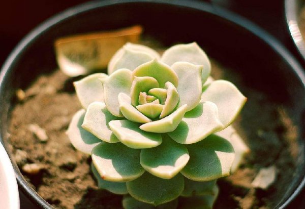 多肉植物花语是什么 了解多肉植物的意义和象征