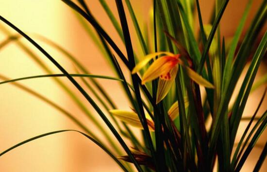 关于兰花的花语有哪些 新手养兰花的正确方法