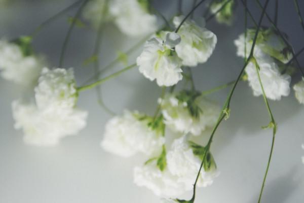 什么颜色的满天星代表爱情 详解满天星的寓意和象征意义