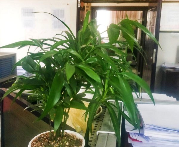 开运竹的寓意是什么意思 了解开运竹与富贵竹的区别