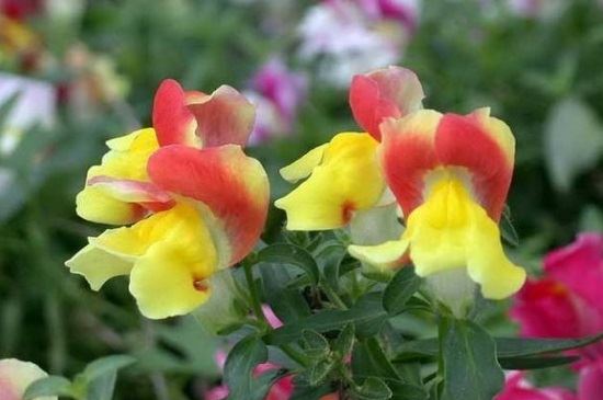 金鱼草的各式传闻，有关人鱼相恋的美丽传闻