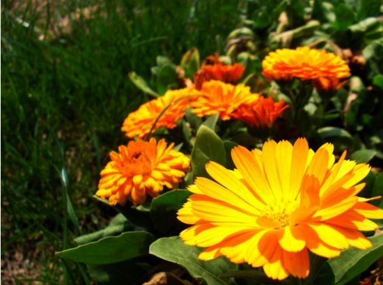 金盏花的功效与作用以及价值：消炎杀菌、美容滋润