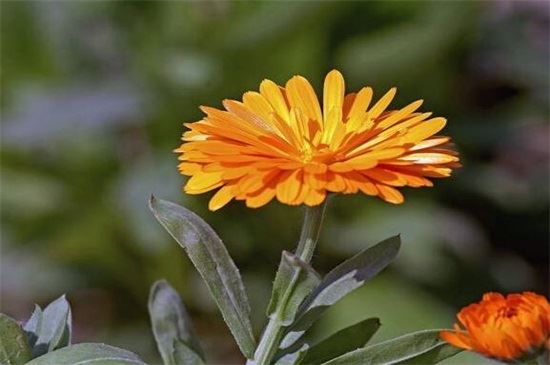 金盏花象征悲伤的理由是什么，花语和传闻使其悲伤