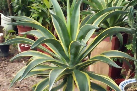 金边龙舌兰有毒吗，汁液含有毒素需慎重养殖
