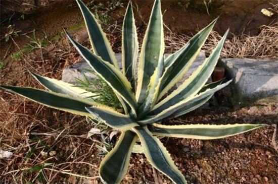 龙舌兰的功效与作用以及价值，可止咳化痰还可供欣赏