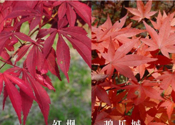 紫红鸡爪槭和红枫的区别 教你轻松识别鸡爪槭和红枫