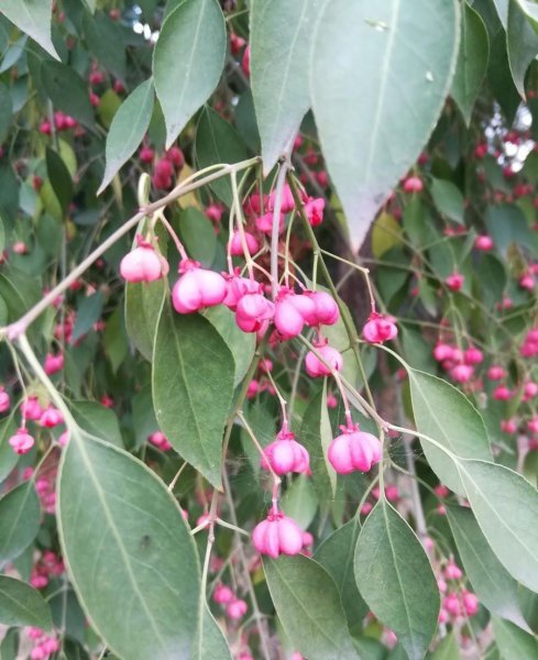 丝绵木种子什么时候种 丝棉木树生长特点及养护