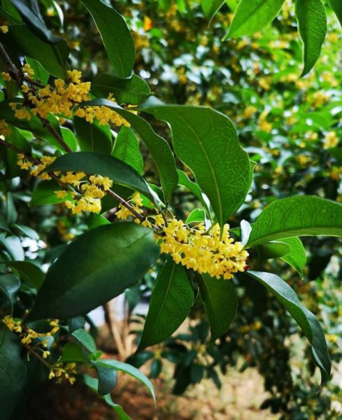 四季桂花树能长多高多大 四季桂花和金桂的区别