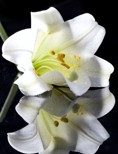 香水百合可以放卧室吗 适合放在卧室的花