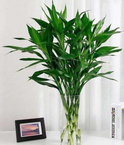 富贵竹冬天怎么养好活 教你富贵竹过冬的4个小窍门