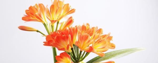 君子兰黄叶子是怎么回事 教你君子兰养护的注意事项