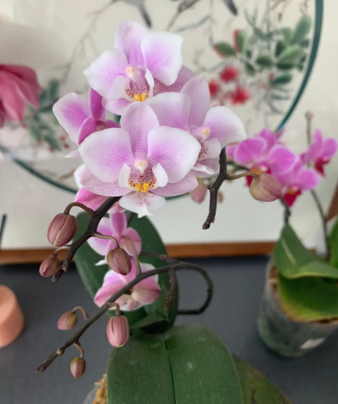 蝴蝶兰冬天几天浇一次水好 水苔养蝴蝶兰的方法