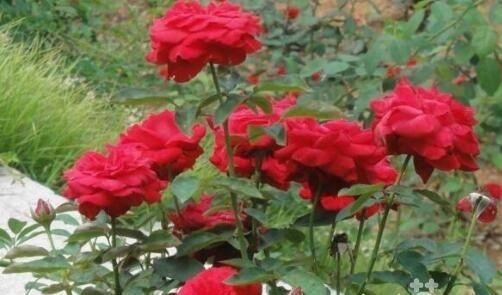 蔷薇和月季的区别在哪里 蔷薇花叶的形状分类