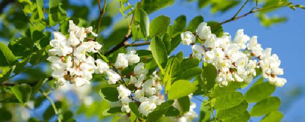 刺槐属于乔木还是灌木植物 关于刺槐和洋槐的区别