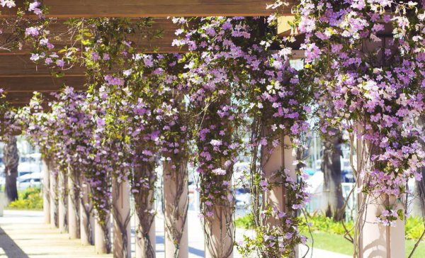 北方耐寒爬藤植物有哪些 耐寒耐高温的爬藤植物