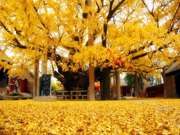 银杏苗移栽的最佳时间和方法 教你银杏移栽技术要点