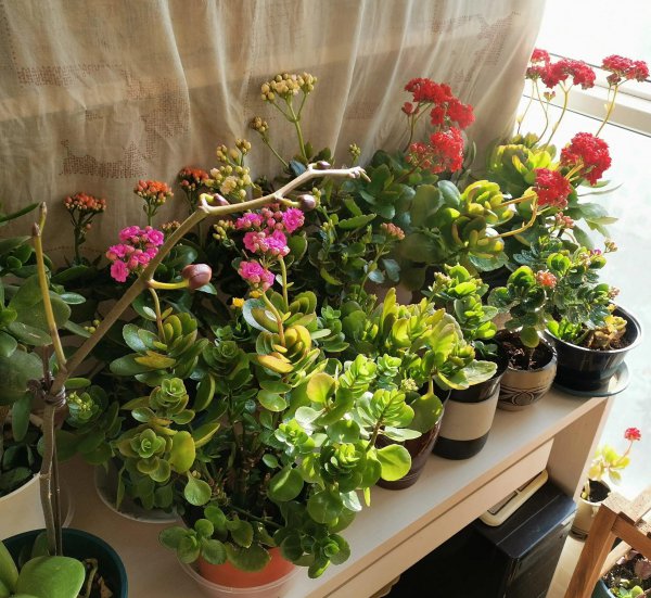 五大观赏性植物有哪些 家里好养活的植物介绍