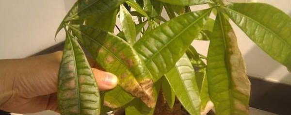 发财树叶子变黄脱落是正常吗 介绍叶子下垂发蔫的原因