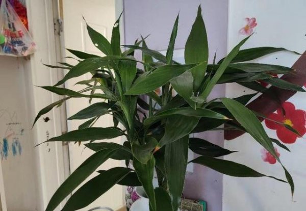 富贵竹怎么水养才能生根发芽 让富贵竹快速生根的方法