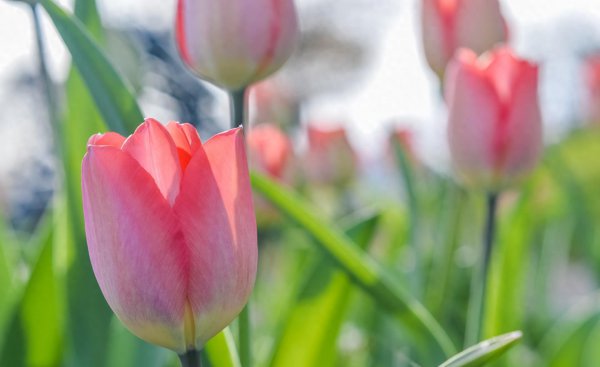 常见的球根花卉有哪些 低矮四季常开的花卉