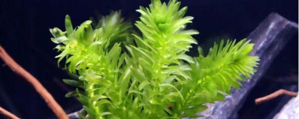 蜈蚣水草怎么繁殖旺盛 改善水质最强的水生植物