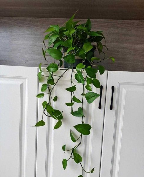 绿萝花怎么养才能养得更好 了解绿萝的正确养法