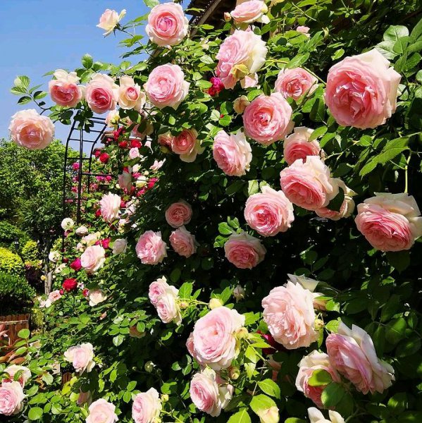 月季树和月季花的区别是什么 关于月季花属于的类型植物